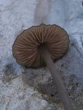 Entoloma hebes image