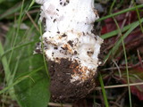 Amanita protecta image