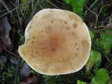 Tricholoma sulphureum image