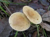 Tricholoma sulphureum image