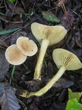 Tricholoma sulphureum image