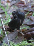 Helvella atra image