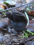 Helvella atra image