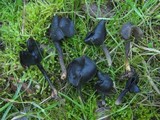 Helvella atra image