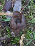 Otidea bufonia image