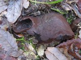 Otidea bufonia image