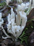 Clavulina rugosa image
