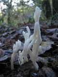 Clavulina rugosa image