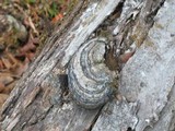 Fomes fasciatus image