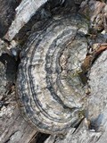 Fomes fasciatus image