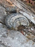 Fomes fasciatus image