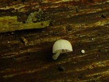 Mycena corynephora image
