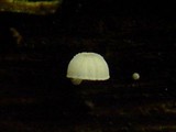 Mycena corynephora image