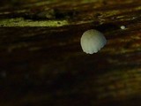 Mycena corynephora image