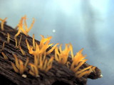 Calocera cornea image