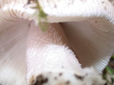 Amanita protecta image