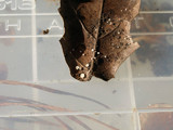 Lachnum virgineum image