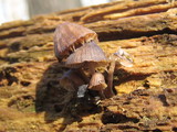 Mycena alcalina image