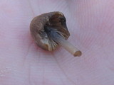 Mycena alcalina image