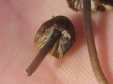 Mycena alcalina image