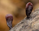 Coryne dubia image