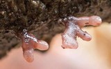 Coryne dubia image