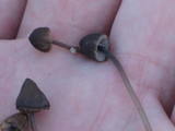 Mycena alcalina image