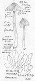 Inocybe sororia image