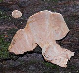 Xylobolus subpileatus image