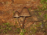Mycena alcalina image