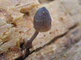 Mycena alcalina image