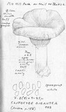 Leucopaxillus giganteus image