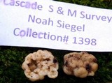 Genabea cerebriformis image