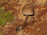 Mycena alcalina image