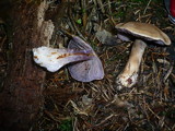 Cortinarius dionysae image