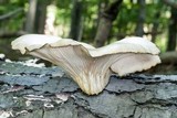 Pleurotus pulmonarius image
