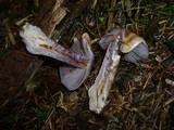 Cortinarius dionysae image