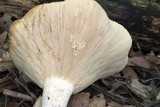 Lactarius piperatus image