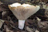 Lactarius piperatus image