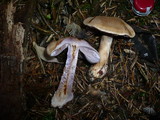 Cortinarius dionysae image