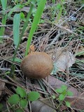 Inocybe cinnamomea image