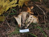 Gomphus bonarii image