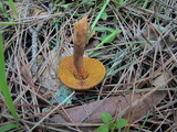 Inocybe cinnamomea image