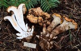 Gomphus bonarii image