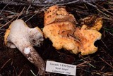 Gomphus bonarii image