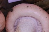 Hygrophorus fragrans image