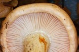 Hygrophorus fragrans image