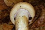 Hygrophorus fragrans image