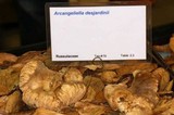 Arcangeliella desjardinii image