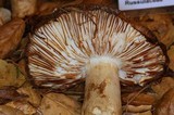 Russula cerolens image